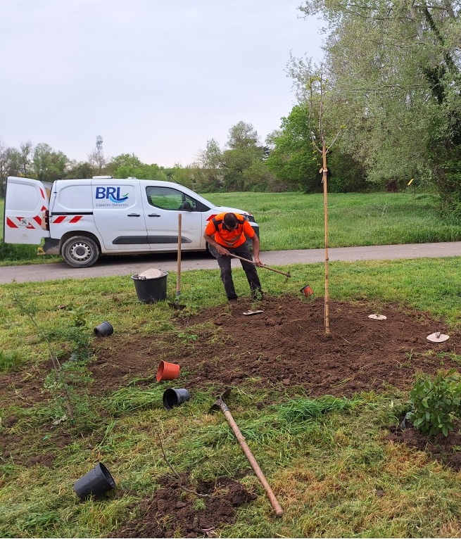 Opération plantation BRL Espaces Naturels à Vestric-et-Candiac