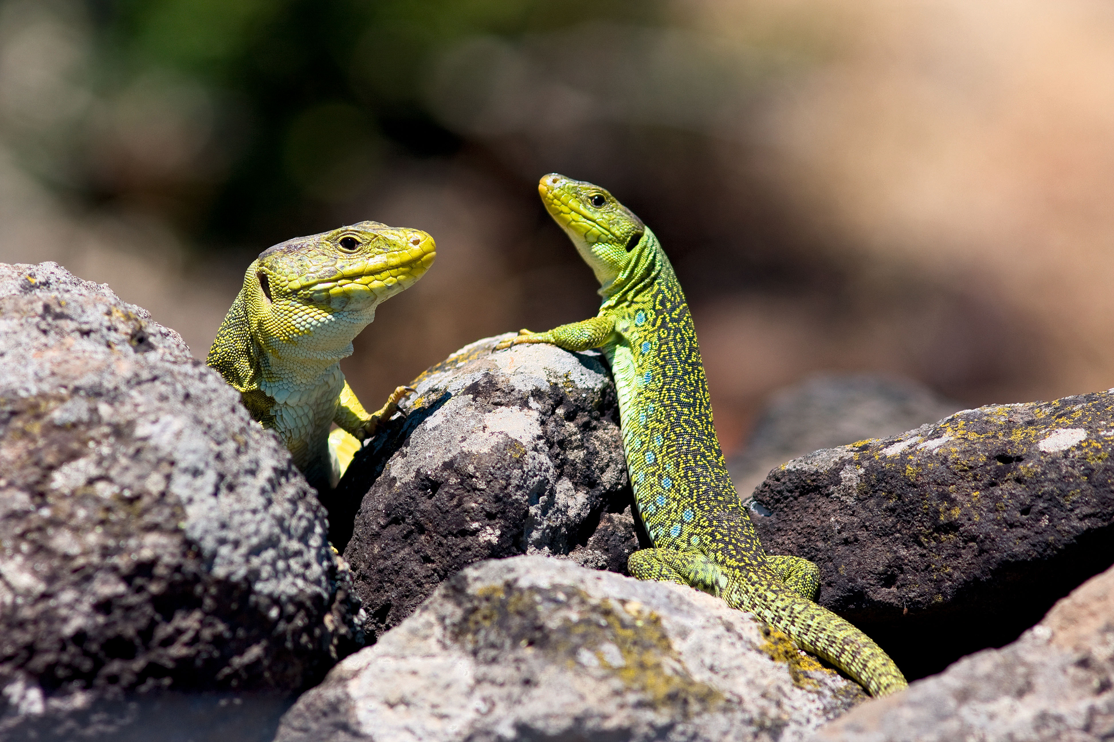 Photo : 2 lézards ocellés