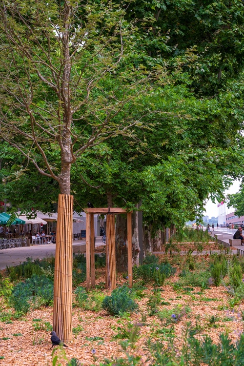 Végétalisation de l’Esplanade de Montpellier - © Sabrina Boirel